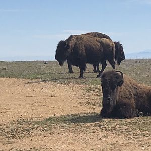Catalina Island Bison
