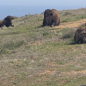 Male Catalina Island Bison