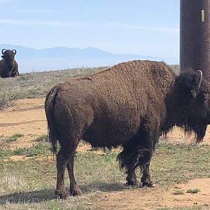 Catalina Island Bison