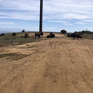 Catalina Island Bison