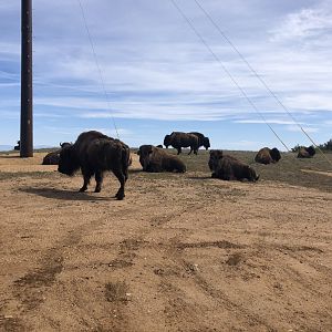 Catalina Island Bison