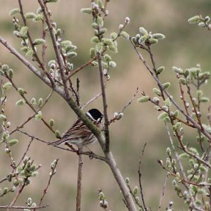 Reed bunting