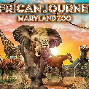 African Journey | Zoo Tours