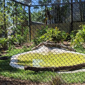 Close up of shoebill aviary.