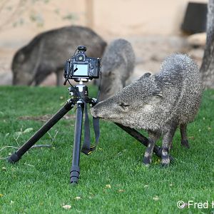javelina chewing on my camera strap