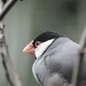Java sparrow [2018]