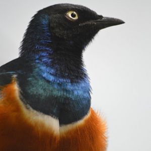 Superb starling [2018]
