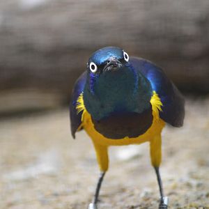 Golden-breasted starling [2018]