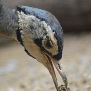 White-bellied bustard [2018]