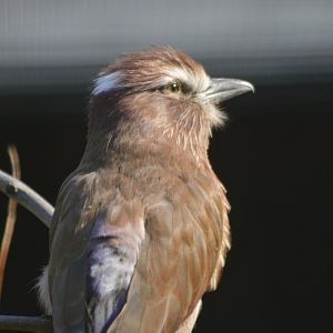 Purple roller [2018]