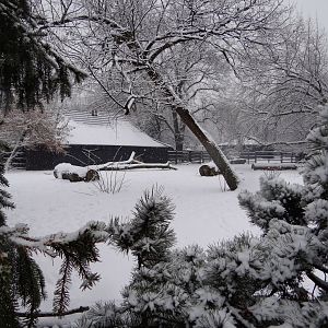 Hartmann's zebra paddock