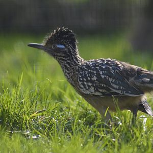 Greater roadrunner [2018]