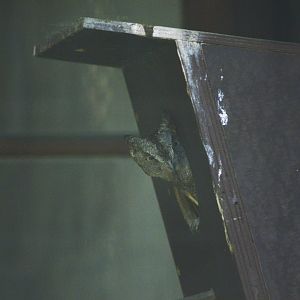 Eurasian scops owl [2018]