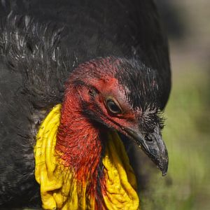 Australian brushturkey [2018]
