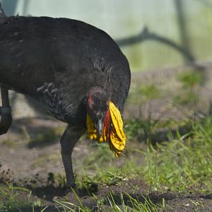 Australian brushturkey [2018]