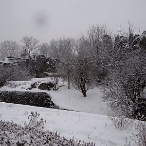 Sumatran Tiger enclosure