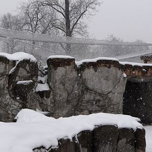 Snow Leopard enclosure