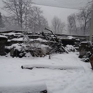 Snow Leopard enclosure