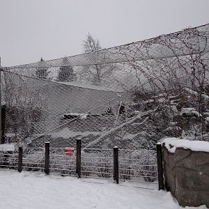 Snow Leopard enclosure