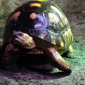 Radiated Tortoise (Astrochelys radiata)