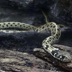 Checkered gartersnake (Thamnophis marcianus)