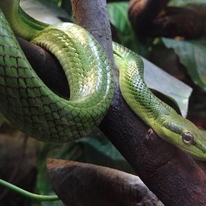 Red-tailed Ratsnake (Gonyosoma oxycephalum)