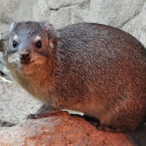 Common Rock Hyrax