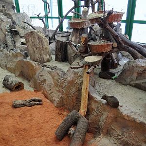 Rock Hyrax exhibit