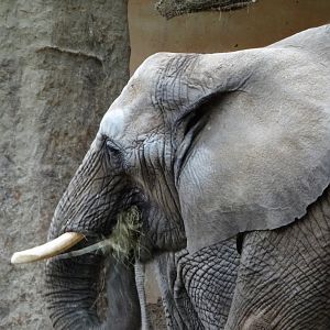 African Elephant