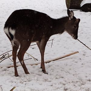 Vietnamese Sika Deer