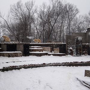 Polar Bear enclosure