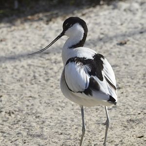 Pied avocet [2018]