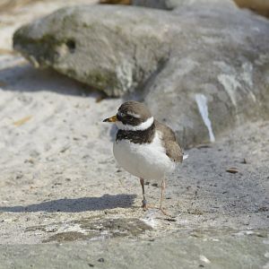Common ringed plover [2018]