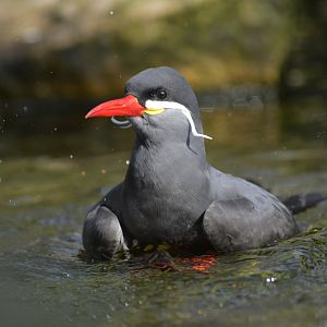 Inca tern [2018]