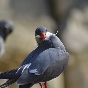 Inca tern [2018]