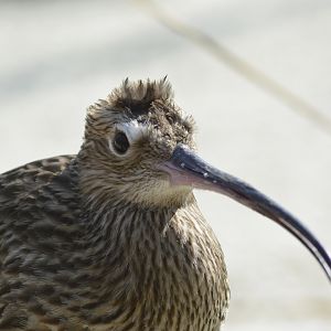 Eurasian curlew [2018]