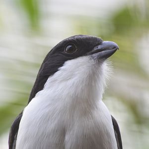 Long-tailed fiscal [2018]