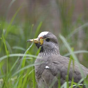 African wattled lapwing [2018]
