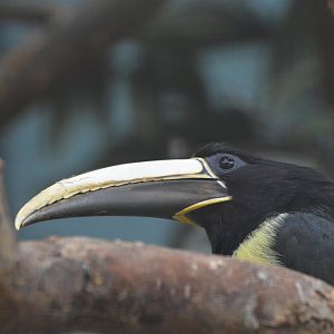 Black-necked aracari [2018]