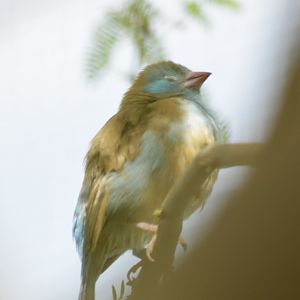 Blue-capped cordon-bleu [2018]