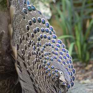 Gray peacock-pheasant [2018]