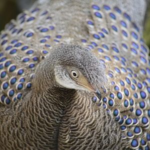 Gray peacock-pheasant [2018]