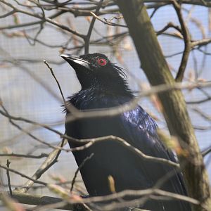 Trumpet manucode [2018]