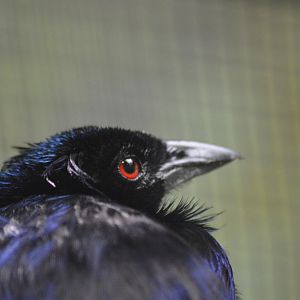 Trumpet manucode [2018]