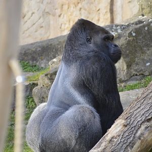 Western lowland gorilla [2018]