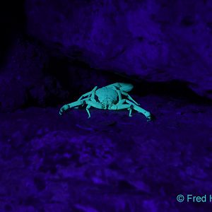 bark scorpion (wild)
