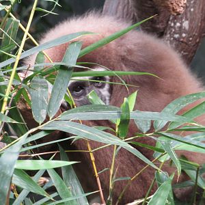 White Handed Gibbon