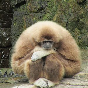 White Handed Gibbon
