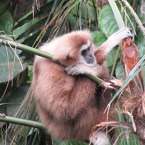 White Handed Gibbon