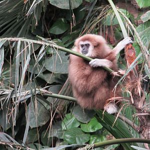 White Handed Gibbon